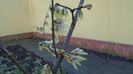 Arbustul zânei (Chimonanthus praecox)
