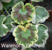 Warenorth Emerald