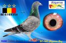 BE20-6164354_pigeon_5613