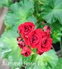 Summer Rose Tina