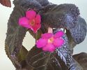 Flori episcia Pinkiscia