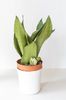 Sansevieria Trifasciata Moonshine