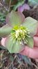 Helleborus