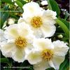 stewartia-pseudocamellia