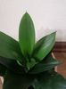 Sansevieria hahnii black jade
