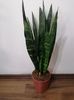 Sansevieria black coral