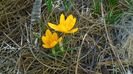 2-3 martie - Crocusi (Branduse)