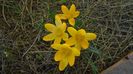 Febr.-mart. 2021 - Crocusi (Branduse)