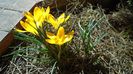 Febr.-mart. 2021 - Crocusi (Branduse)