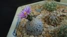 Mart. 2021 - Turbinicarpus valdezianus