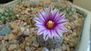Mart. 2021 - Turbinicarpus valdezianus