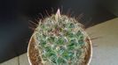 Mammillaria grahamii