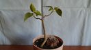 Ficus religiosa