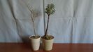 Euphorbia misera & Mestoklema arboriforme