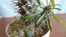 Pachypodium lamerei