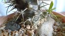Pachypodium lamerei