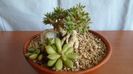Trichodiadema densum