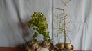 Dioscorea elephantipes & Bowiea volubilis