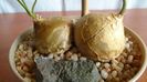 Bowiea volubilis