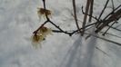 12 mart. 2021: Arbustul zânei (Chimonanthus praecox)