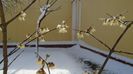 12 mart. 2021: Arbustul zânei (Chimonanthus praecox)