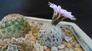 Turbinicarpus valdezianus, MM 96 Tecolotes, Zac.