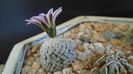 Turbinicarpus valdezianus, MM 96 Tecolotes, Zac.