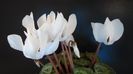 Cyclamen persicum