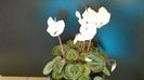 Cyclamen persicum
