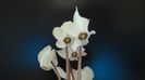 Cyclamen persicum