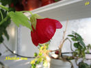 Abutilon rosu(12-03-2021)