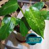 Philodendron Jose Buono
