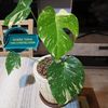 Monstera Thai Constelation