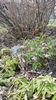 helleborus purpurascens(spânz)