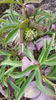 helleborus purpurascens(spânz)