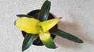 Ssnsevieria Star Canary