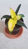 Sansevieria Star Canary