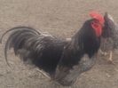 australorp