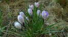 Crocusi