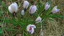 Crocusi