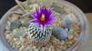 12 mart. 2021: Turbinicarpus pseudopectinatus
