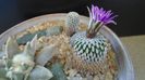 12 mart. 2021: Turbinicarpus pseudopectinatus