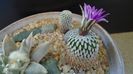 Turbinicarpus pseudopectinatus