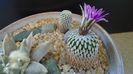 Turbinicarpus pseudopectinatus