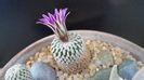 Turbinicarpus pseudopectinatus