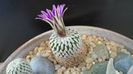 Turbinicarpus pseudopectinatus