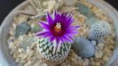 Turbinicarpus pseudopectinatus