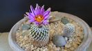 Turbinicarpus pseudopectinatus