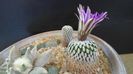 Turbinicarpus pseudopectinatus