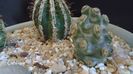 Tephrocactus molinensis